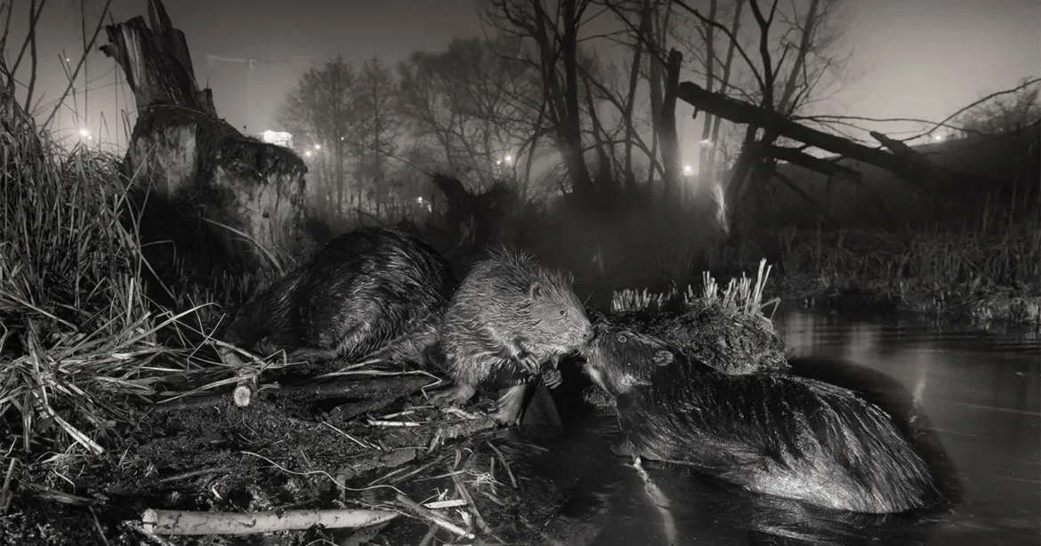 Three beavers interact near the edge of a dark, misty pond at night, with a large tree stump and bare trees in the background.