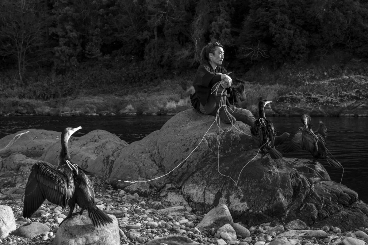 74. Nikkor Photo Contest Kazananları Açıklandı 33 A man in traditional clothing sits on a large rock by a river, holding leashes attached to three cormorants perched nearby.