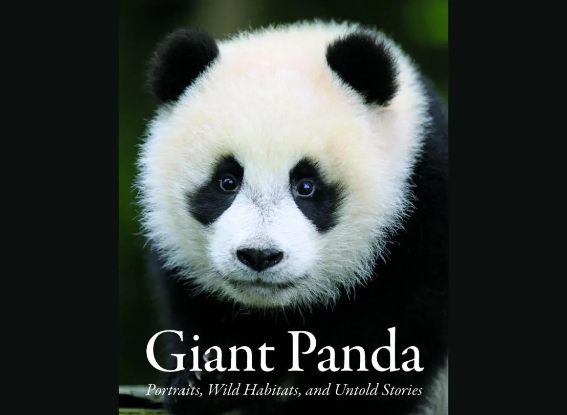 Dev Pandaların Dünyası: Çin’in Koruma Hikâyesi 80’den Fazla Fotoğrafla 25 Koyu bir arka plan önünde dev pandanın yakın plan portresi ve altında Giant Panda: Portraits, Wild Habitats, and Untold Stories kitap başlığı görülüyor.