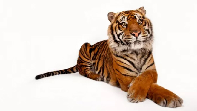 National Geographic fotoğrafçısı: Joel Sartore 3 National Geographic fotoğrafçısı: Joel Sartore