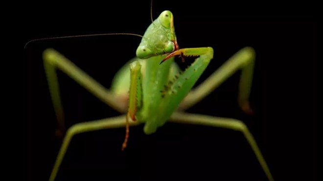 National Geographic fotoğrafçısı: Joel Sartore 4 National Geographic fotoğrafçısı: Joel Sartore