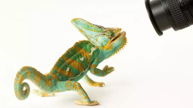 National Geographic fotoğrafçısı: Joel Sartore 7 National Geographic fotoğrafçısı: Joel Sartore 4