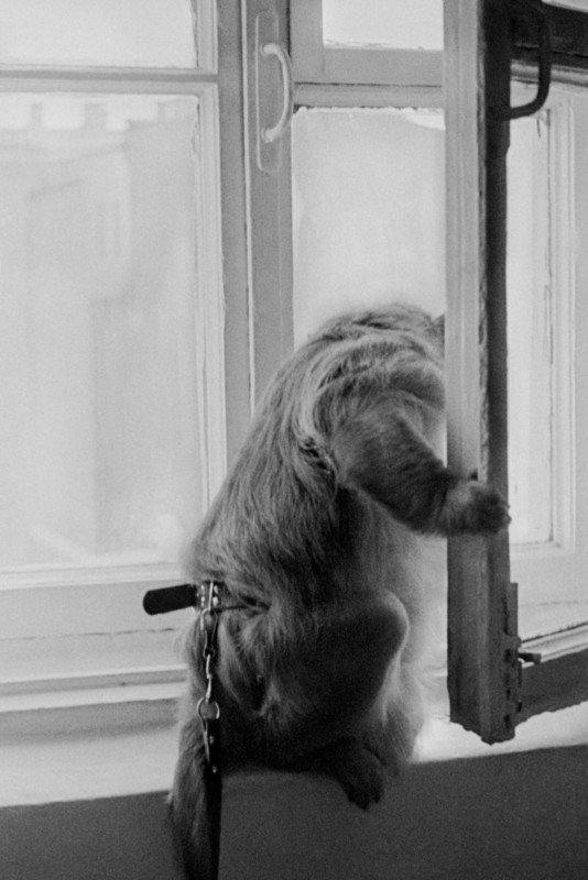 "Rus Vivian Maier" Bulundu! 17 "Rus Vivian Maier" Bulundu! 17