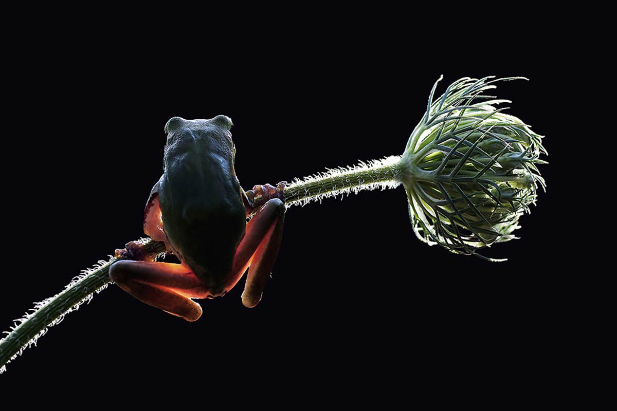 macro photo header